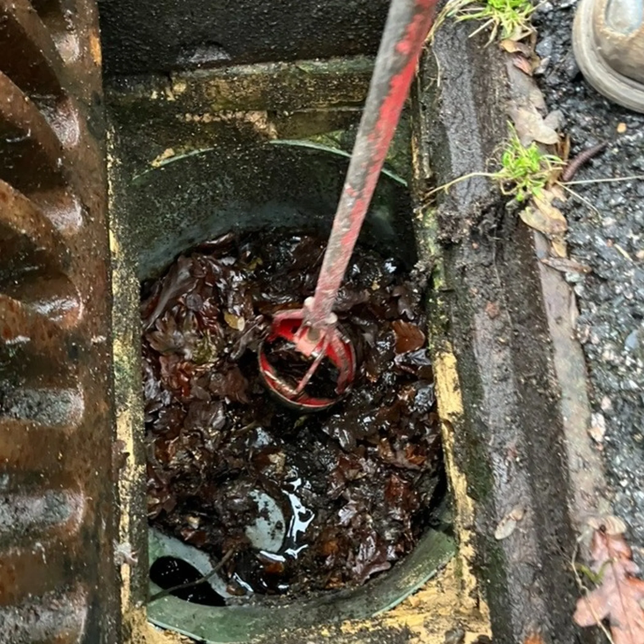 blocked drain with leaves and debris